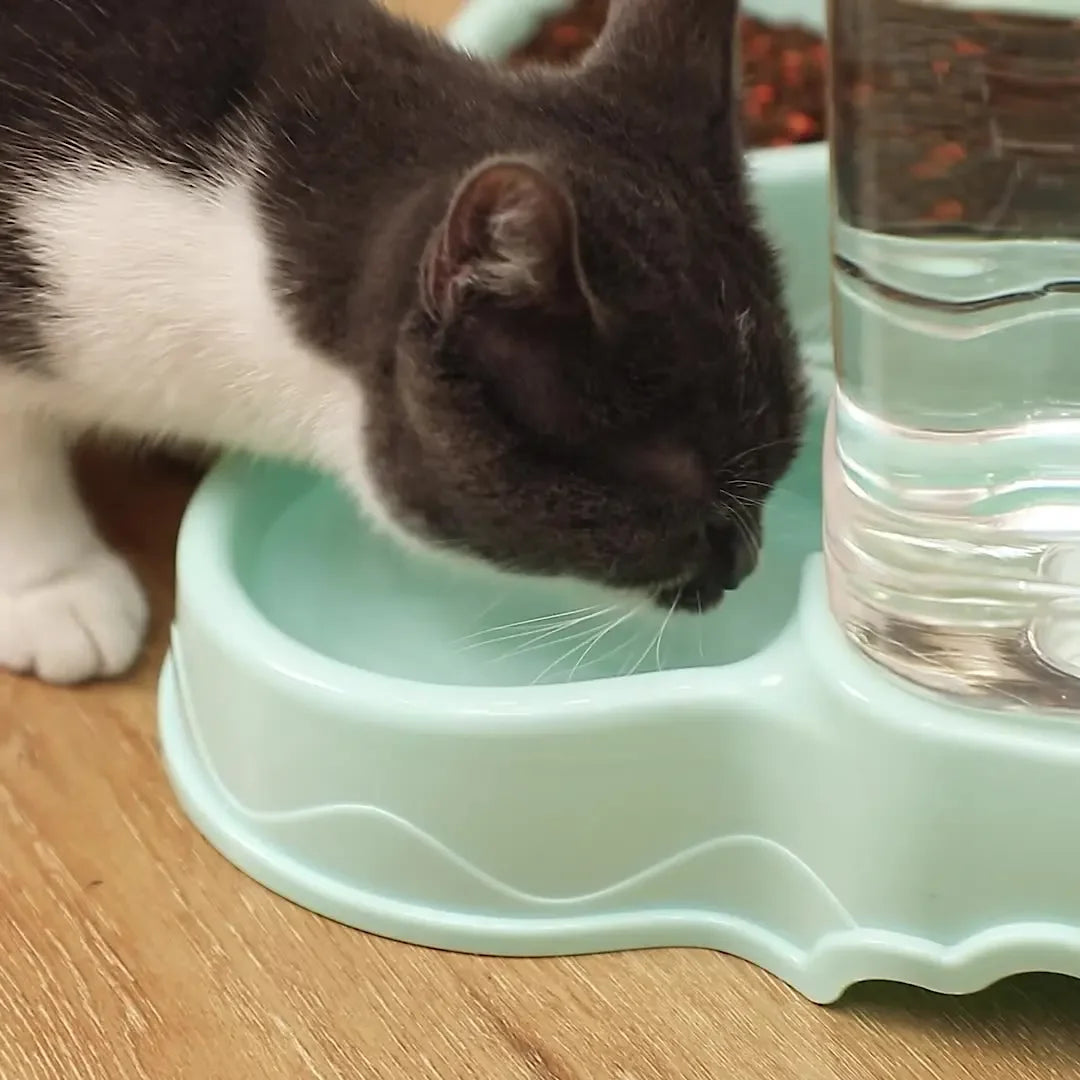Pet Cat Automatic Feeder Drinking Bowl - Katokitten