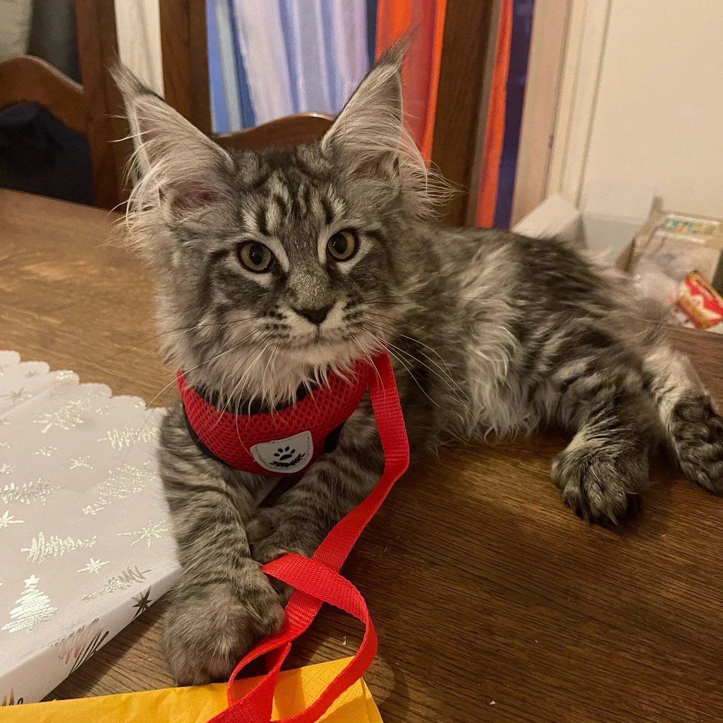 Adjustable Pet Cat Harness Rope Set - Katokitten